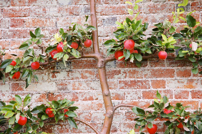wimpole hall gardens espalier apple tree1 - Playing Doctor